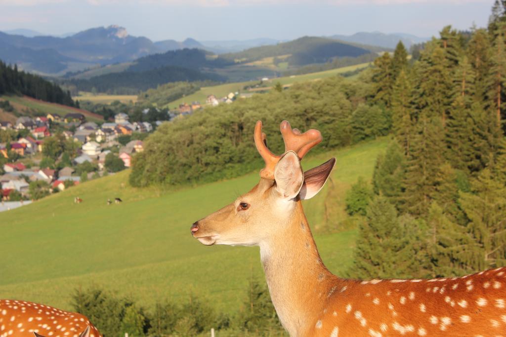 Lapszanska Ostoja Villa Lapsze Nizne Bagian luar foto